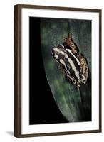 Hyperolius Marmoratus Parallelus (Marbled Reed Frog, Painted Reed Frog)-Paul Starosta-Framed Photographic Print