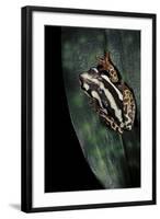 Hyperolius Marmoratus Parallelus (Marbled Reed Frog, Painted Reed Frog)-Paul Starosta-Framed Photographic Print