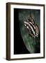 Hyperolius Marmoratus Parallelus (Marbled Reed Frog, Painted Reed Frog)-Paul Starosta-Framed Photographic Print