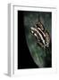 Hyperolius Marmoratus Parallelus (Marbled Reed Frog, Painted Reed Frog)-Paul Starosta-Framed Photographic Print