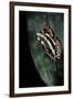 Hyperolius Marmoratus Parallelus (Marbled Reed Frog, Painted Reed Frog)-Paul Starosta-Framed Photographic Print