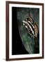 Hyperolius Marmoratus Parallelus (Marbled Reed Frog, Painted Reed Frog)-Paul Starosta-Framed Photographic Print