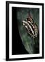 Hyperolius Marmoratus Parallelus (Marbled Reed Frog, Painted Reed Frog)-Paul Starosta-Framed Photographic Print