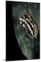 Hyperolius Marmoratus Parallelus (Marbled Reed Frog, Painted Reed Frog)-Paul Starosta-Mounted Photographic Print