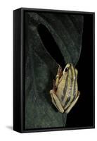 Hyperolius Marmoratus Taeniatus (Marbled Reed Frog, Painted Reed Frog)-Paul Starosta-Framed Stretched Canvas