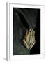 Hyperolius Marmoratus Taeniatus (Marbled Reed Frog, Painted Reed Frog)-Paul Starosta-Framed Photographic Print