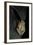 Hyperolius Marmoratus Taeniatus (Marbled Reed Frog, Painted Reed Frog)-Paul Starosta-Framed Photographic Print