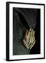 Hyperolius Marmoratus Taeniatus (Marbled Reed Frog, Painted Reed Frog)-Paul Starosta-Framed Photographic Print