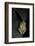 Hyperolius Marmoratus Taeniatus (Marbled Reed Frog, Painted Reed Frog)-Paul Starosta-Framed Photographic Print