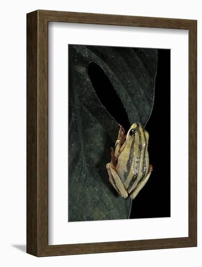 Hyperolius Marmoratus Taeniatus (Marbled Reed Frog, Painted Reed Frog)-Paul Starosta-Framed Photographic Print