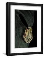 Hyperolius Marmoratus Taeniatus (Marbled Reed Frog, Painted Reed Frog)-Paul Starosta-Framed Photographic Print