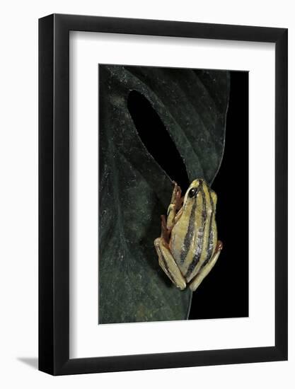 Hyperolius Marmoratus Taeniatus (Marbled Reed Frog, Painted Reed Frog)-Paul Starosta-Framed Photographic Print