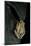 Hyperolius Marmoratus Taeniatus (Marbled Reed Frog, Painted Reed Frog)-Paul Starosta-Mounted Photographic Print