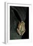 Hyperolius Marmoratus Taeniatus (Marbled Reed Frog, Painted Reed Frog)-Paul Starosta-Framed Photographic Print