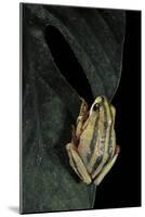 Hyperolius Marmoratus Taeniatus (Marbled Reed Frog, Painted Reed Frog)-Paul Starosta-Mounted Photographic Print