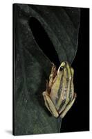 Hyperolius Marmoratus Taeniatus (Marbled Reed Frog, Painted Reed Frog)-Paul Starosta-Stretched Canvas
