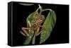Hyperolius Marmoratus Variabilis (Marbled Reed Frog, Painted Reed Frog)-Paul Starosta-Framed Stretched Canvas