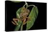 Hyperolius Marmoratus Variabilis (Marbled Reed Frog, Painted Reed Frog)-Paul Starosta-Stretched Canvas