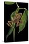 Hyperolius Marmoratus Variabilis (Marbled Reed Frog, Painted Reed Frog)-Paul Starosta-Stretched Canvas