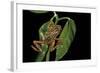 Hyperolius Marmoratus Variabilis (Marbled Reed Frog, Painted Reed Frog)-Paul Starosta-Framed Photographic Print