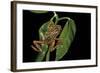 Hyperolius Marmoratus Variabilis (Marbled Reed Frog, Painted Reed Frog)-Paul Starosta-Framed Photographic Print