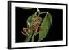 Hyperolius Marmoratus Variabilis (Marbled Reed Frog, Painted Reed Frog)-Paul Starosta-Framed Photographic Print