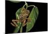 Hyperolius Marmoratus Variabilis (Marbled Reed Frog, Painted Reed Frog)-Paul Starosta-Mounted Photographic Print