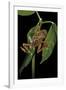 Hyperolius Marmoratus Variabilis (Marbled Reed Frog, Painted Reed Frog)-Paul Starosta-Framed Photographic Print