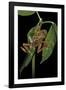 Hyperolius Marmoratus Variabilis (Marbled Reed Frog, Painted Reed Frog)-Paul Starosta-Framed Photographic Print