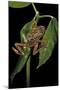 Hyperolius Marmoratus Variabilis (Marbled Reed Frog, Painted Reed Frog)-Paul Starosta-Mounted Photographic Print