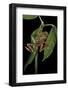 Hyperolius Marmoratus Variabilis (Marbled Reed Frog, Painted Reed Frog)-Paul Starosta-Framed Photographic Print