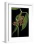 Hyperolius Marmoratus Variabilis (Marbled Reed Frog, Painted Reed Frog)-Paul Starosta-Framed Photographic Print