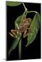 Hyperolius Marmoratus Variabilis (Marbled Reed Frog, Painted Reed Frog)-Paul Starosta-Mounted Photographic Print