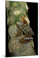 Hyperolius Puncticulatus Amani (Spotted Reed Frog)-Paul Starosta-Mounted Photographic Print