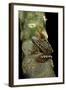 Hyperolius Puncticulatus Amani (Spotted Reed Frog)-Paul Starosta-Framed Photographic Print