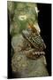 Hyperolius Puncticulatus Amani (Spotted Reed Frog)-Paul Starosta-Mounted Photographic Print