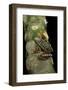 Hyperolius Puncticulatus Amani (Spotted Reed Frog)-Paul Starosta-Framed Photographic Print