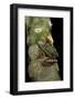 Hyperolius Puncticulatus Amani (Spotted Reed Frog)-Paul Starosta-Framed Photographic Print