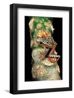 Hyperolius Puncticulatus Amani (Spotted Reed Frog)-Paul Starosta-Framed Photographic Print