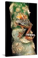 Hyperolius Puncticulatus Amani (Spotted Reed Frog)-Paul Starosta-Stretched Canvas