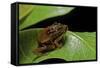 Hyperolius Puncticulatus - Mating-Paul Starosta-Framed Stretched Canvas