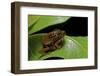 Hyperolius Puncticulatus - Mating-Paul Starosta-Framed Photographic Print