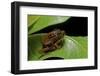 Hyperolius Puncticulatus - Mating-Paul Starosta-Framed Photographic Print