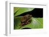 Hyperolius Puncticulatus - Mating-Paul Starosta-Framed Photographic Print