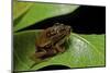 Hyperolius Puncticulatus - Mating-Paul Starosta-Mounted Photographic Print