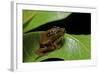 Hyperolius Puncticulatus - Mating-Paul Starosta-Framed Photographic Print