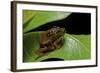 Hyperolius Puncticulatus - Mating-Paul Starosta-Framed Photographic Print