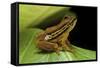 Hyperolius Puncticulatus (Spotted Reed Frog)-Paul Starosta-Framed Stretched Canvas