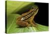 Hyperolius Puncticulatus (Spotted Reed Frog)-Paul Starosta-Stretched Canvas