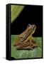 Hyperolius Puncticulatus (Spotted Reed Frog)-Paul Starosta-Framed Stretched Canvas